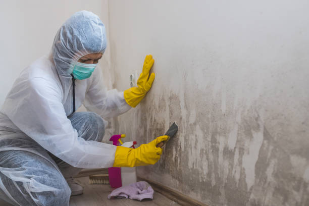 Best Mold Testing and Inspection Services in Lake Ketchum, WA