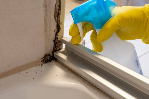 Best Kitchen Mold Remediation in Lake Ketchum, WA