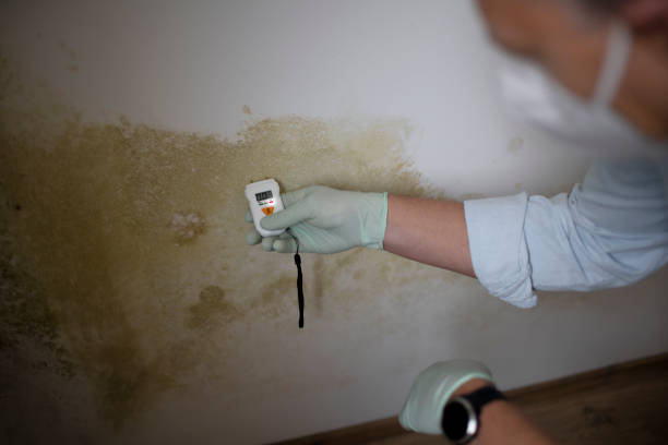 Best Localized Mold Remediation (e.g., coastal areas, humid climates) in Lake Ketchum, WA