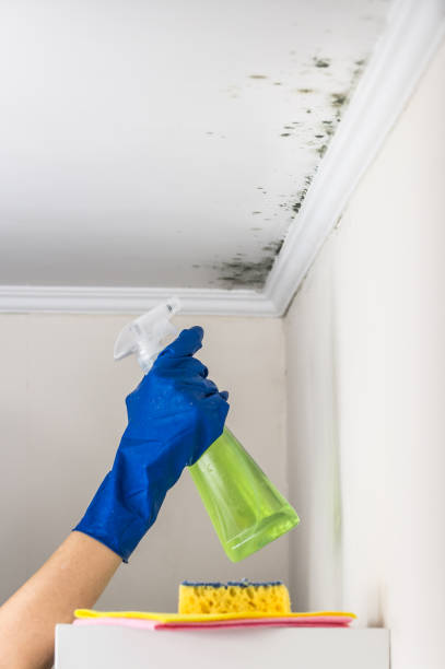 Best Mold Remediation for Specific Building Types in Lake Ketchum, WA
