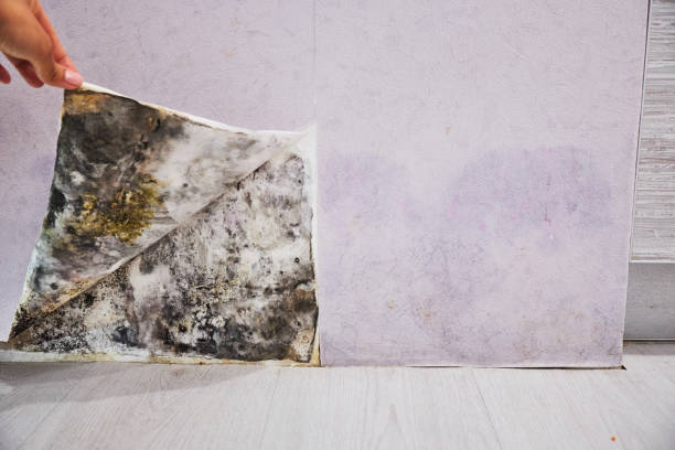 Best Residential Mold Remediation in Lake Ketchum, WA